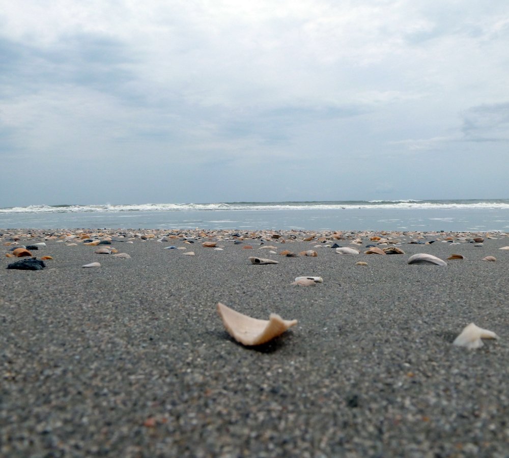 The Myrtle Beach Shorline with Seashells