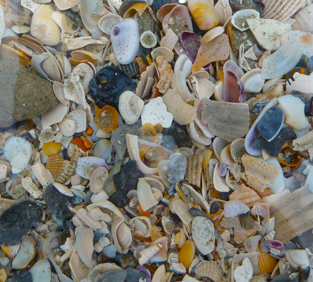 A View of Tiny Colorful Shells Underwater