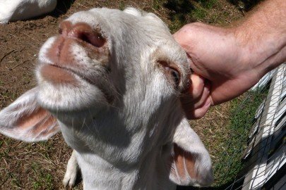 Happy Little Goat